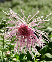 ���չ���˺ö�Ư���ľջ�