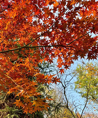 [����]�����һ����Ҷ���ˣ�2Сʱɲ£����컨�塱