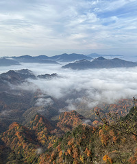 ����ɽ����������ƺ��ͺ�Ҷ�Ĵ�����Է���