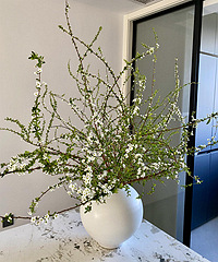 ����ѩ������19.9Ԫ2��