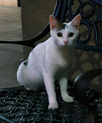 С��ҵ���������è������