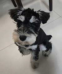 ����ѩ�������һ����ɹɹ