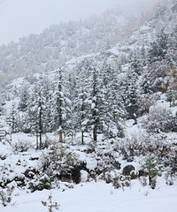 ��������ô�ܲ�����ץ��ţ���أ��۸�ʵ�ݷ�����