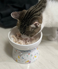 ����������Ư��è��è����