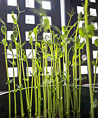 �ֵ��㶹������ڳ�������