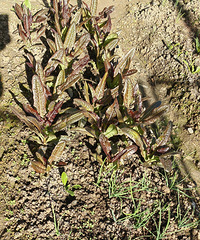 [����]90���ڼ��ֲ��ճ���ݫ�����硢�۲ˡ����ջ�����