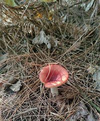 �ؼҴ���һ�죬����ҿ������ϼң������ã��Ұ�ũ��