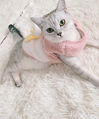 ��û�в���ë��а��������