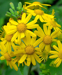 ��˵���Ұ�����Ѷ�����