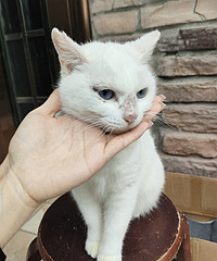 ��˳ճ�˵�С������������