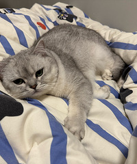 ���촲�ϳ���è