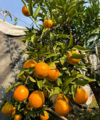 ���ϼ�ʵ����������