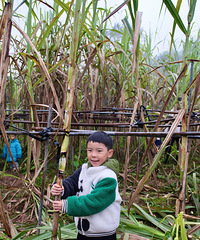 ��ĩȥ�������ޣ�ס������ժ��ݮ�������ᣬιС����