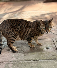 ż��һֻ�е���è������