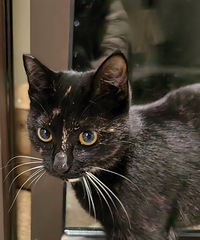 [����]΢΢���С��è���ÿ����и�����׽���������