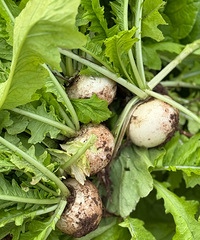 ��ĩ�����Σ�ͭ����ժ���ӣ����������ã��԰�����