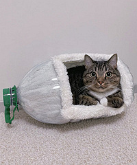 �˲Ű����͵�ȡ������è��