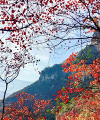 ��ĩ��ɽ�ͺ�Ҷ�������������ҷϰ桱�����г�