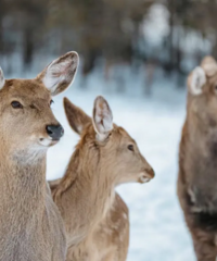 ��������������С�˰��룬��ѩ�������������