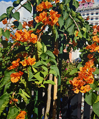 [��ʳ]â�к��ڳ��ԣ�����Щ��ɫ��ʳ�����Ӽ�����������