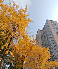 �������ˣ�����̱ڽ�Ҷ���ǹ�Ҷ�涬