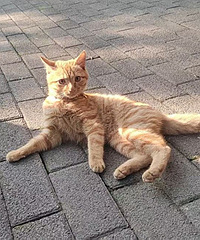 У԰��3����С��èѰ�Ҽ�