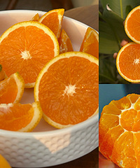 ��������Ҷ�����̫����̫��̫Ũ��