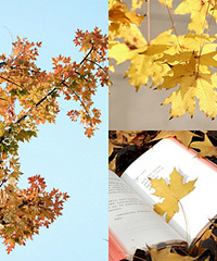 ������ڳ��˽�Ӳӵ����ӣ���ҶҲ����