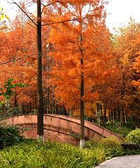 ����ǻ۹�԰�Ķ���