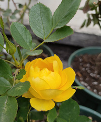 �Ը�����Ŀ��ֲ廨ƿƯ��