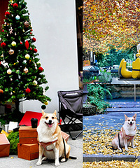 ��ȥ�̳��򼷣��ڽ�ɽ����ĵ�������