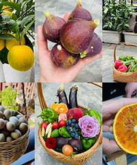 ��¶̨�ֲ���ˮ�������ֲ�ժ��ĺÿ���