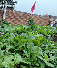 ¥���Ĳ˺���ι�ļ�Ѽ