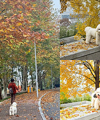 ��չ��԰���ʺ��޹���������Ũ