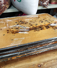 ����ɹ��̫���Ը�������