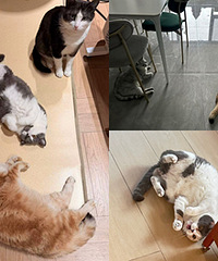 ��һ�����ܵ�ů��è���ˣ����Ǽҵ�è��