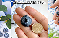 ���ʱ��ĸ�ɽ������ݮ�������ʵ���������Դ���