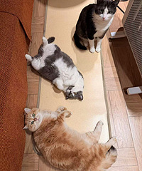 ���˵�ů��3�������ɵ���