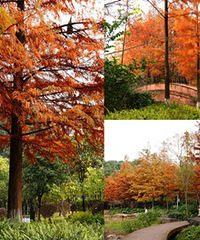 ����ǻ۹�԰�Ķ���Ҳ̫���˰�