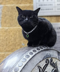 �������Ͻֵ�������