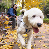 �����Ͻӻ�һֻ�Ź�