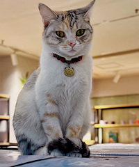 �ҵ�С�ɰ�һ��������