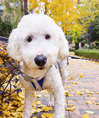 ����һֻ����+�޹��Ϲ�