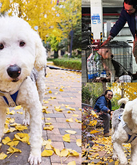 �����Ͻӻ�һֻ�Ź󹷹�������+�޹�