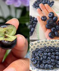 �����ݮ��������Ʒ�ʶ��ܺã�Ƥ�����