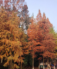 ���ƺ���԰���ú���