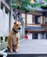 �����ɽ������������ζ�ġ�