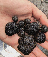 �����Ҽ���ɶ��