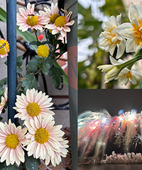 2026���ֻ��ͻ���ʼ