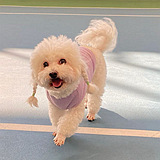 ���Ŵ��򹷿��ĵ�ģ��